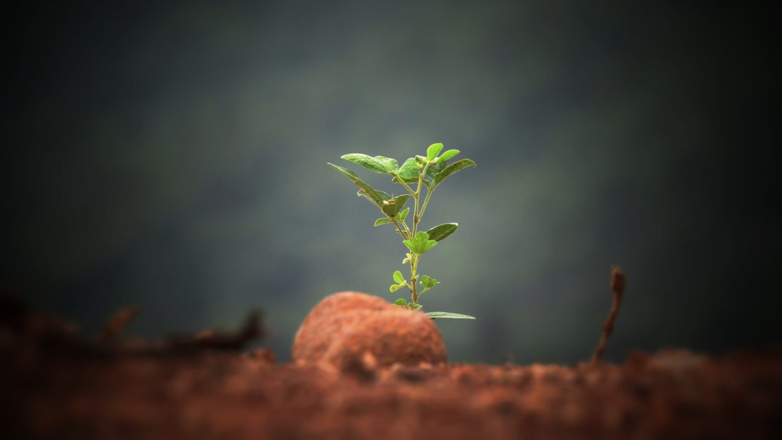 planting seeds_prepare for harvest_plan with God_